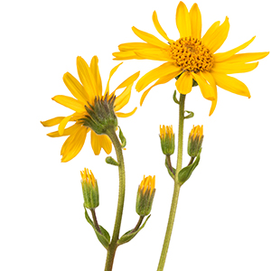 Arnica montana flower Herbasol® Tincture
